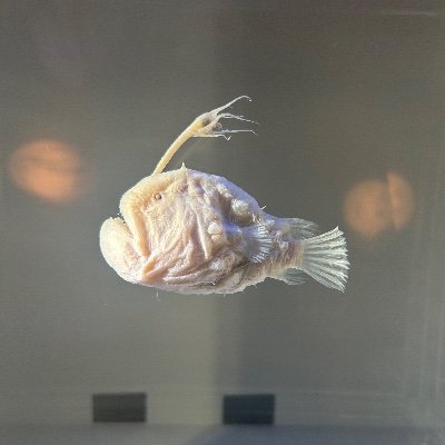 mndk_dokkoi's profile picture.