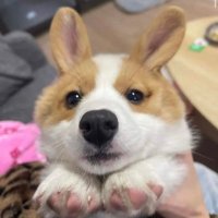 0xSBO (@sbomft) 's Twitter Profile