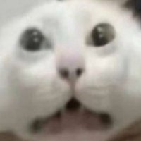 Foxsai (@f0xsa1) 's Twitter Profile