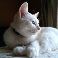tora:traitor (@traitor_human) 's Twitter Profile