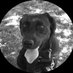 Michael Rabin (@mrabin17) Twitter profile photo