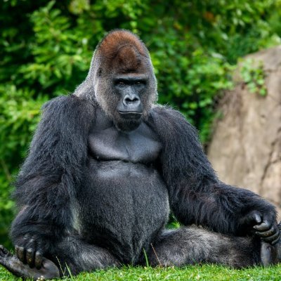 @QGorilla43710