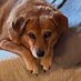 Rosemary Carson (@buckeyerose1206) Twitter profile photo Rosemary Carson (@buckeyerose1206) Twitter profile photo