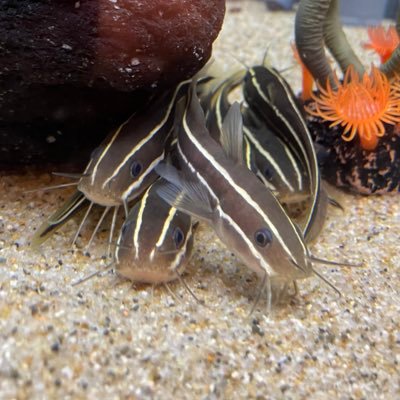 Torisanchun's profile picture. 