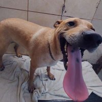 Qué lindo una pajita jaja (@gorrdoinfame) 's Twitter Profile Photo
