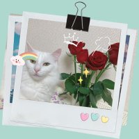 あすか (@kotoyumin2) 's Twitter Profile