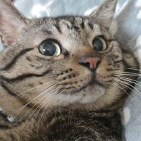 PONTARO👶🏻🍡 (@hiromas18324885) 's Twitter Profile