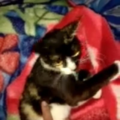 telurceploks's profile picture. 