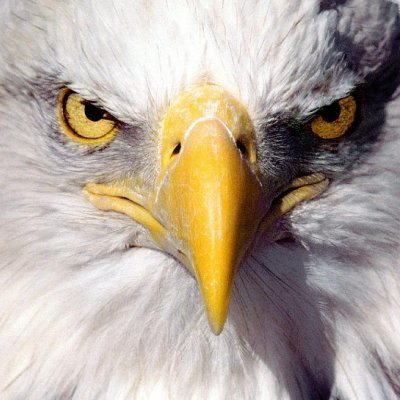 waleedALyunus's profile picture. Policy, Political, Civil Rights, Social Justice, Finance, National Security Professional