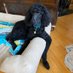 Stewartpoodleprince (@stewartpoo65103) Twitter profile photo Stewartpoodleprince (@stewartpoo65103) Twitter profile photo