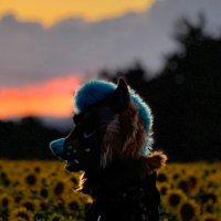 Sonora (@sonora_fur) 's Twitter Profile Photo Sonora (@sonora_fur) 's Twitter Profile Photo