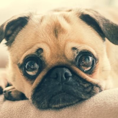 Dogs And Cats Makes Me Happy 😍🐱🐕😍
#dog #doglover #doglife #puppy #puppies