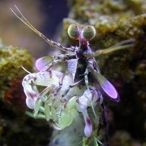 JAHdutch5's profile picture. DVM.   Gecko Addict.  ✝️  XX/XY-Truther.  DONE with MSM. 
#MAHA #AF

*DMs = unfollowed*