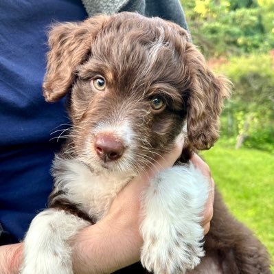 SimonCharette's profile picture. Basic Ordinary Person