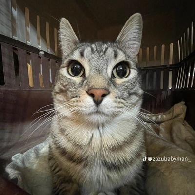 zainaur8's profile picture. 