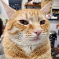 Jester 52tv (@jester_52tv) Twitter profile photo