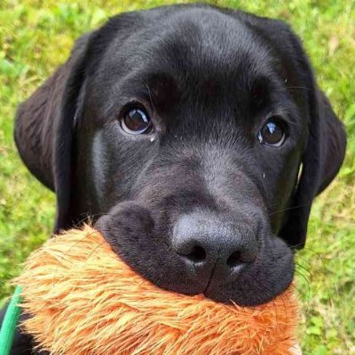 subpar dog dad, annoying viewer, bad person and even worse streamer