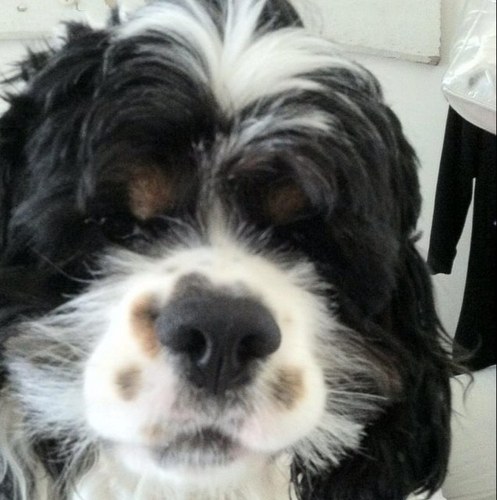 bettecorvette's profile picture. i work...you know!