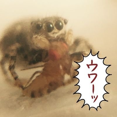 おもぐ🕷さんのプロフィール画像