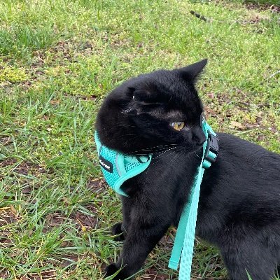 LastallianceX's profile picture. Your friendly neighborhood cat