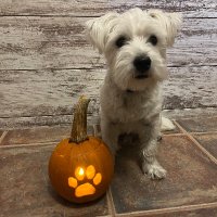 joaqie (@joaqiee) 's Twitter Profile