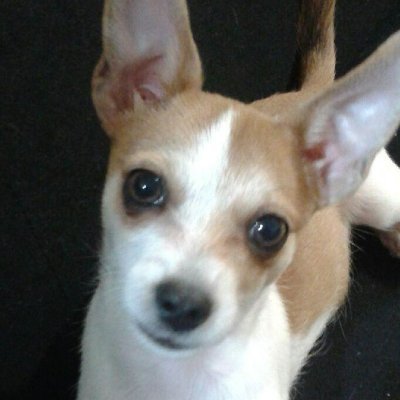 Demorats_R_Evil's profile picture. 