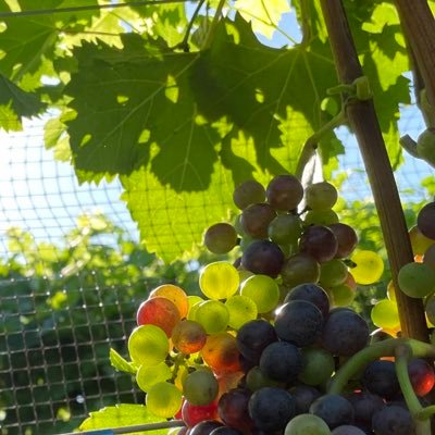 mcWurfholz's profile picture. ワイン醸造・栽培修行中/J.S.A.ソムリエ2022 / J.S.A. Sommelier 2022/Learning winegrowing and English