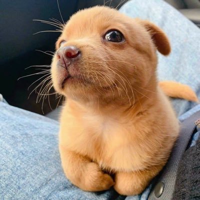 vinhdo0201's profile picture. -.-