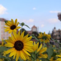 railwayふぶき❄︎ (@hubukisan) Twitter profile photo