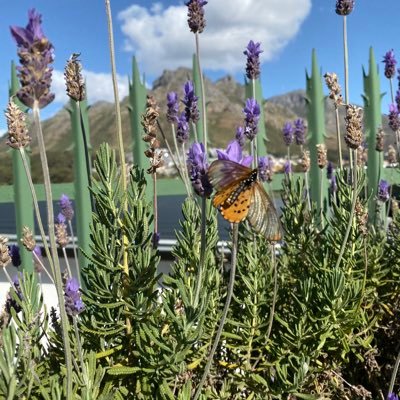 s_abutterfly's profile picture. Now you read me…eunoia*