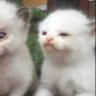 cattyacid's profile picture. ¯\_(ツ)_/¯