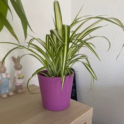 BjoernLL's profile picture. 