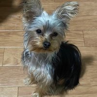 Cha'z (@satob514951) 's Twitter Profile