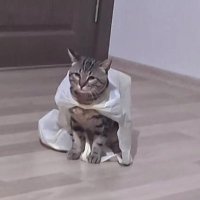 nmeyd (@nmeyd_) Twitter profile photo