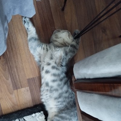 KararsBerdu's profile picture. 