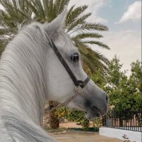 ✰﮼بنت،مطير ✰ (@bnt_mutair_) Twitter profile photo