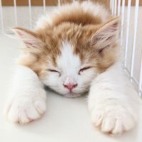 たくま📜|ねこ好きカメラマン (@tama_mv) 's Twitter Profile