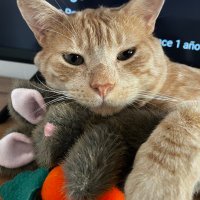 Kimi (@kimmicio) 's Twitter Profile