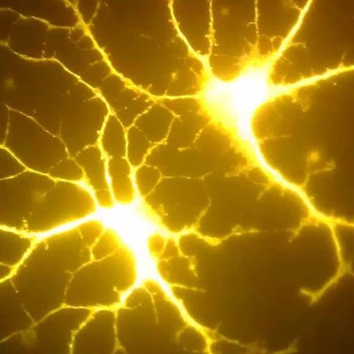 neuralencoding's profile picture. 