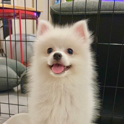 ぽんすけ(ポメラニアン×日本スピッツ) (@ponsuke418) / Posts / X