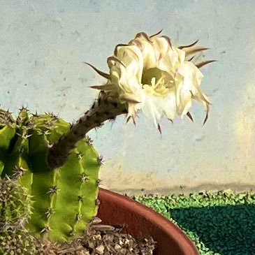 kobu_tori_'s profile picture. 厨二病中年無職。躁鬱2級。Doomer。MGTOW。