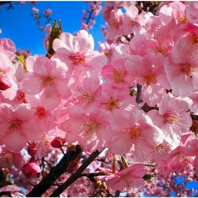 Nipon_musk's profile picture. 💯💯💯💯💯💯💯 fb💯💯💯💯💯💯