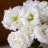 blue_rose031394
