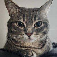 tonyMI6 (@mi6_tony) 's Twitter Profile