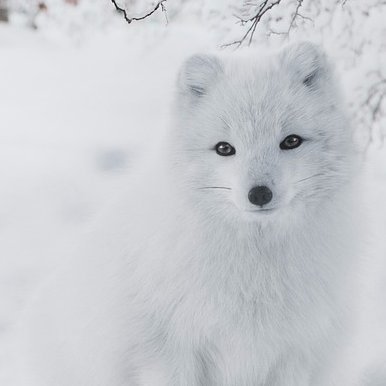 🦊Snow Fox🦊さんのプロフィール画像