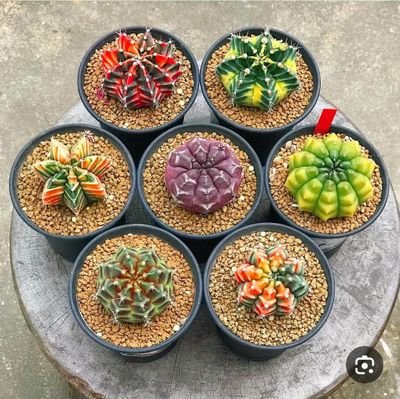 Anitaimanii's profile picture. #zkApes Stay With SHIBA to 1$ 🤑🤑🤑