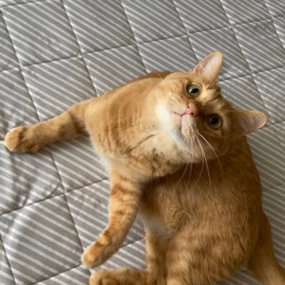 ra_n_______'s profile picture. 成人済、高銀に転がり落ちました。