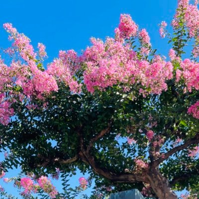 TOcojitmwP51054's profile picture. 