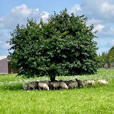 derdeti's profile picture. 