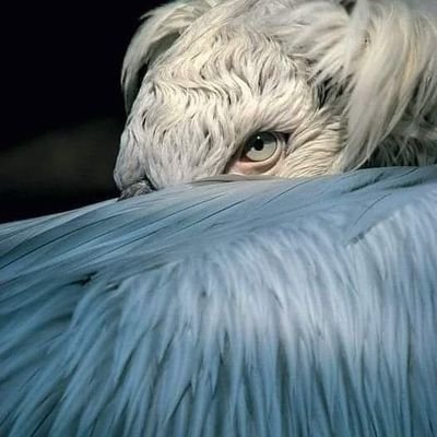 ZaraGataga's profile picture. Auteur d'un livre non édité; blogueur sans site; lecteur myope. Philosophe sans concept. Je suis responsable de mes tweets, pas de votre compréhension.